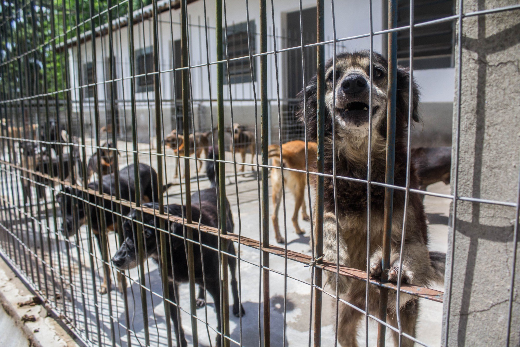 Mais de 3 mil animais foram castrados pela Sempa em três anos