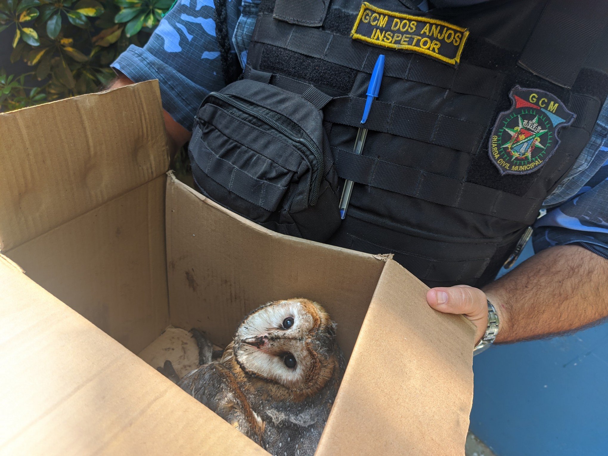 Mantenha sempre a distância de animais silvestres