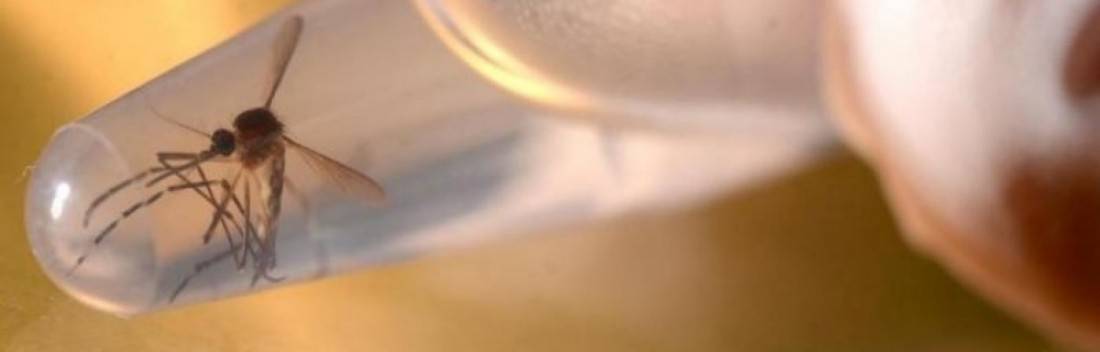 Prefeitura realiza novo levantamento sobre Aedes aegypti em São Leopoldo