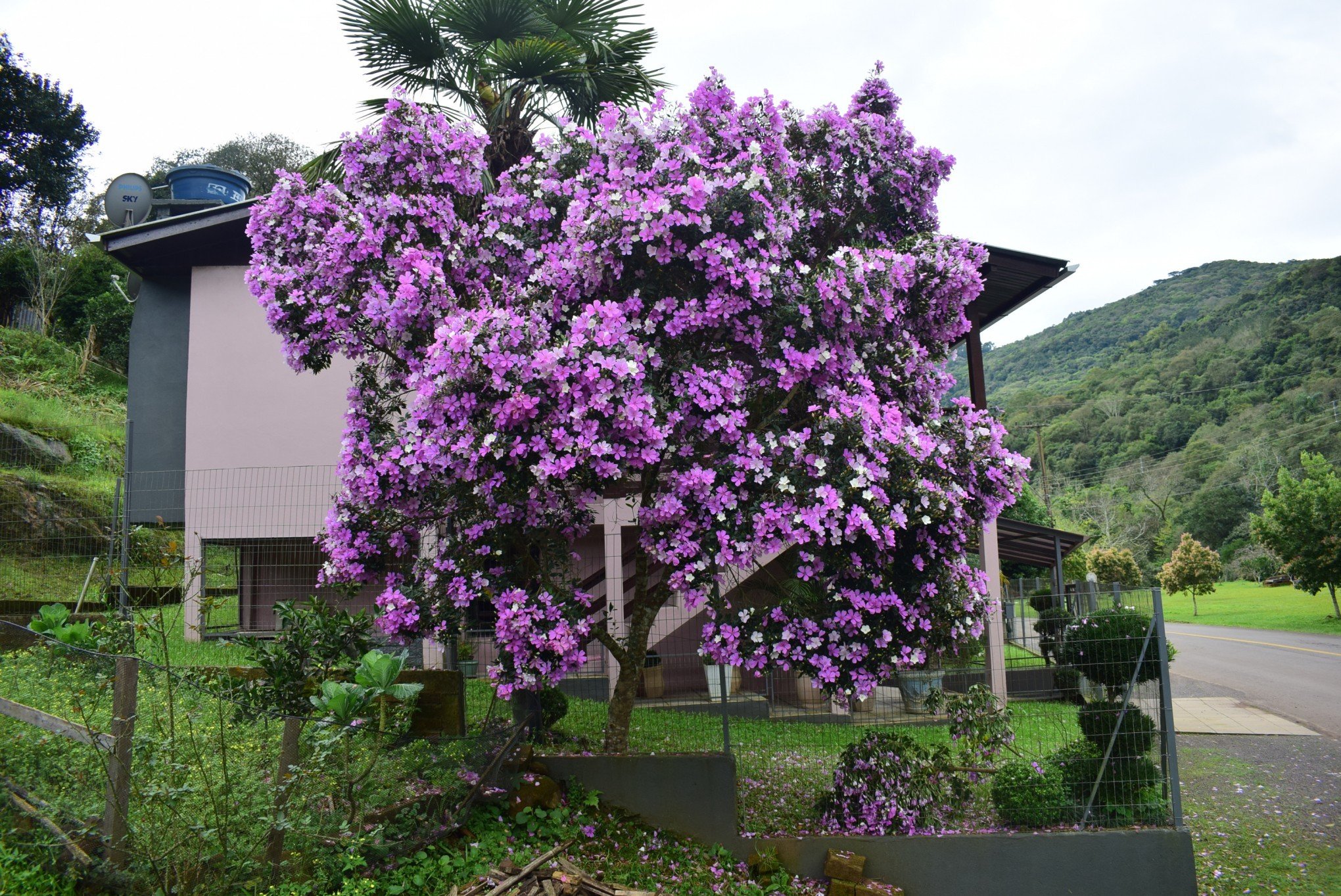 Manacá-da-serra: árvore tem flores que mudam de cor e possui forte apelo  paisagístico, Terra da Gente