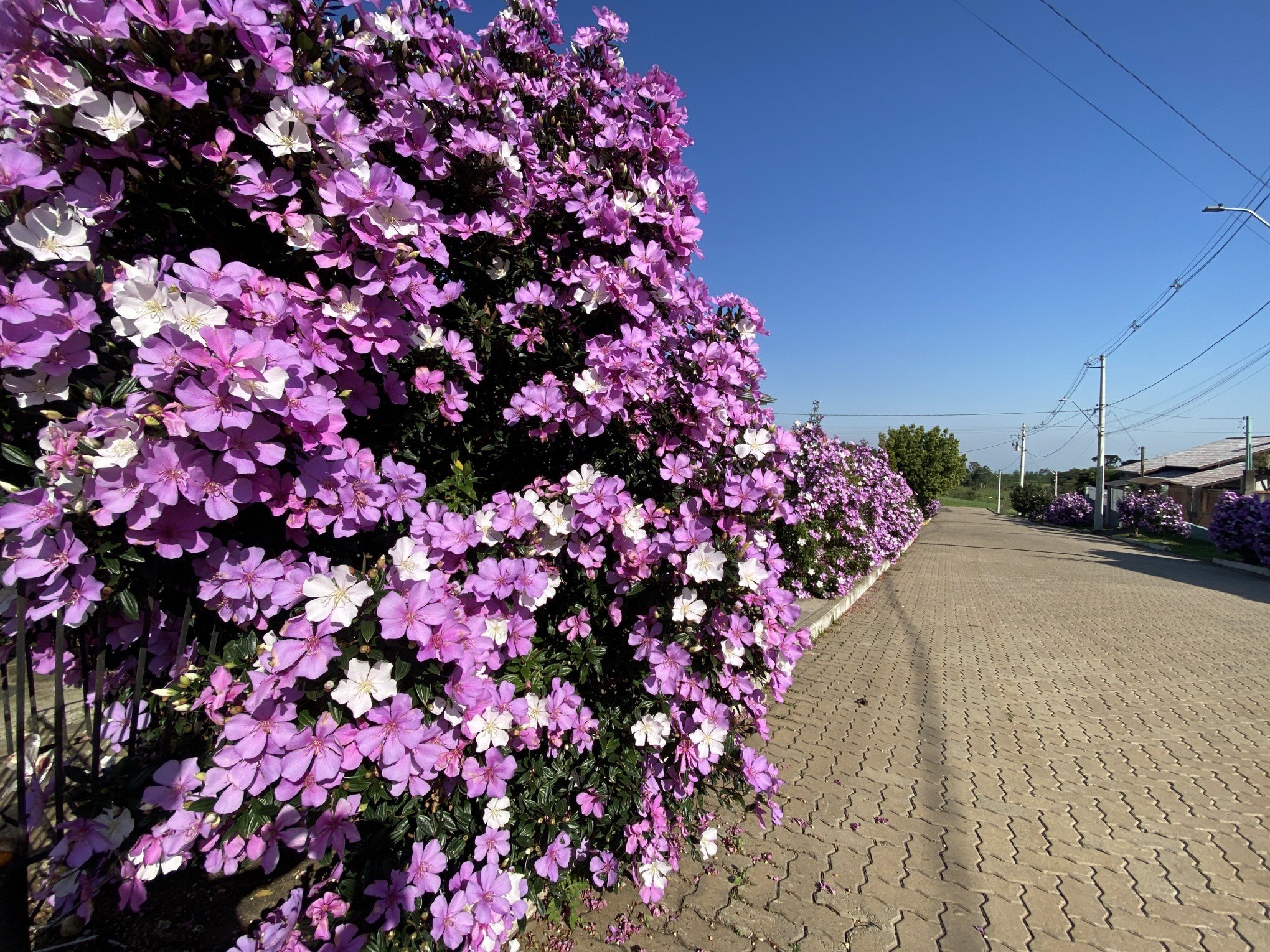 Temperaturas altas trazem 'primavera antecipada' e flores tomam conta da  paisagem urbana - Região - Jornal VS