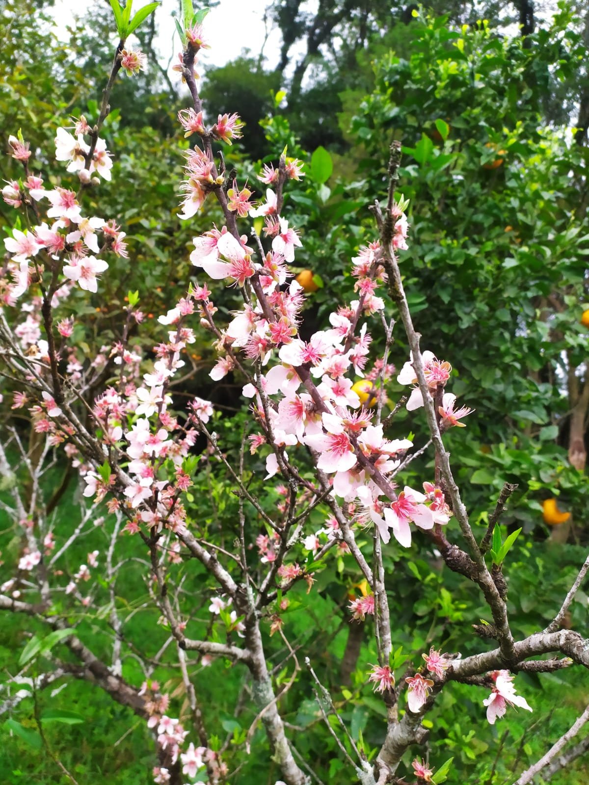 Flor Da Serrá e Pinheirá-O Peão E O Vendedor 