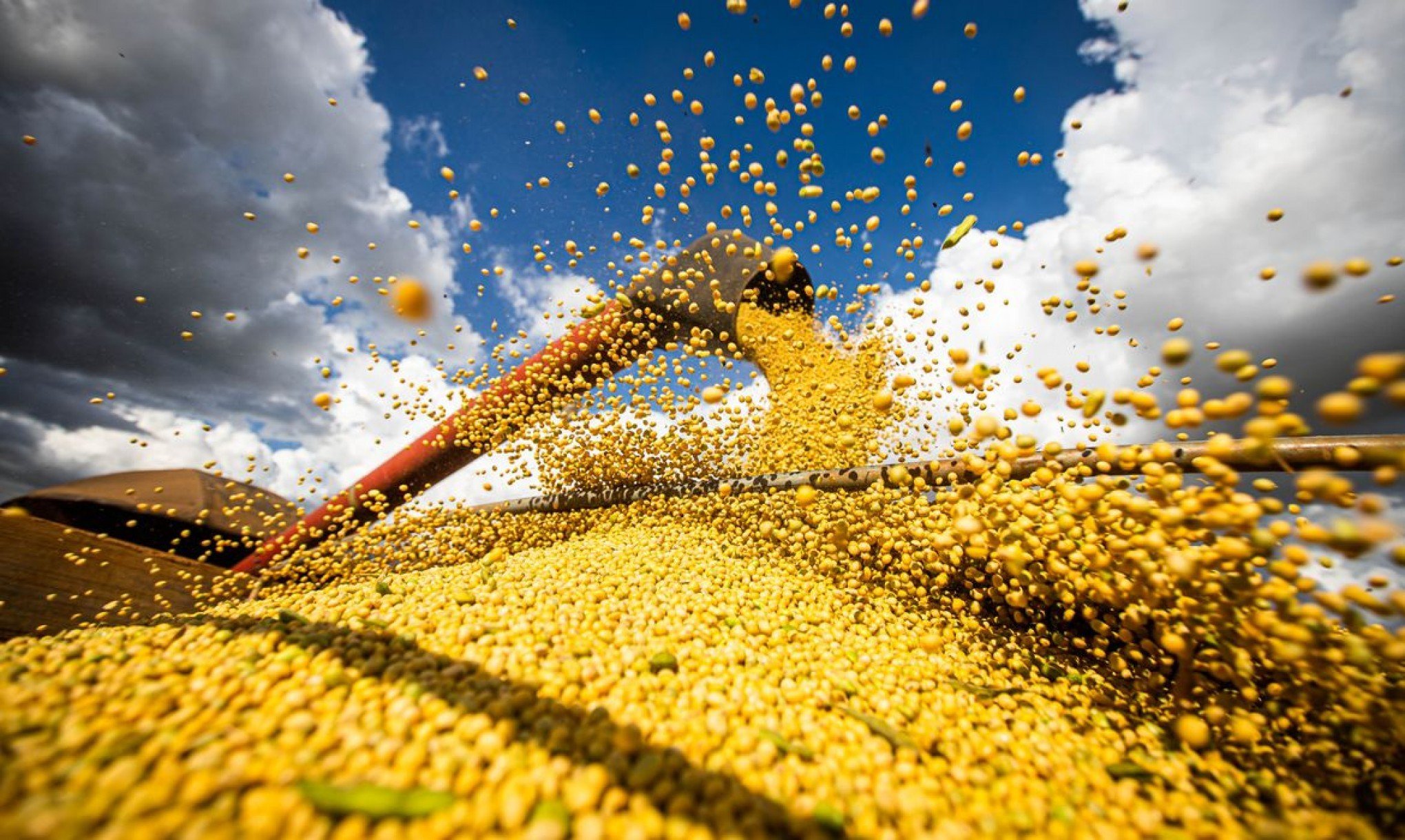 Produção de grãos no RS tem crescimento de 11%; saiba qual cultura mais contribuiu para isso