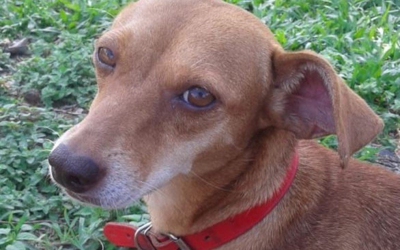 Comerciante que matou cachorrinha Belinha é condenado a quatro anos de reclusão