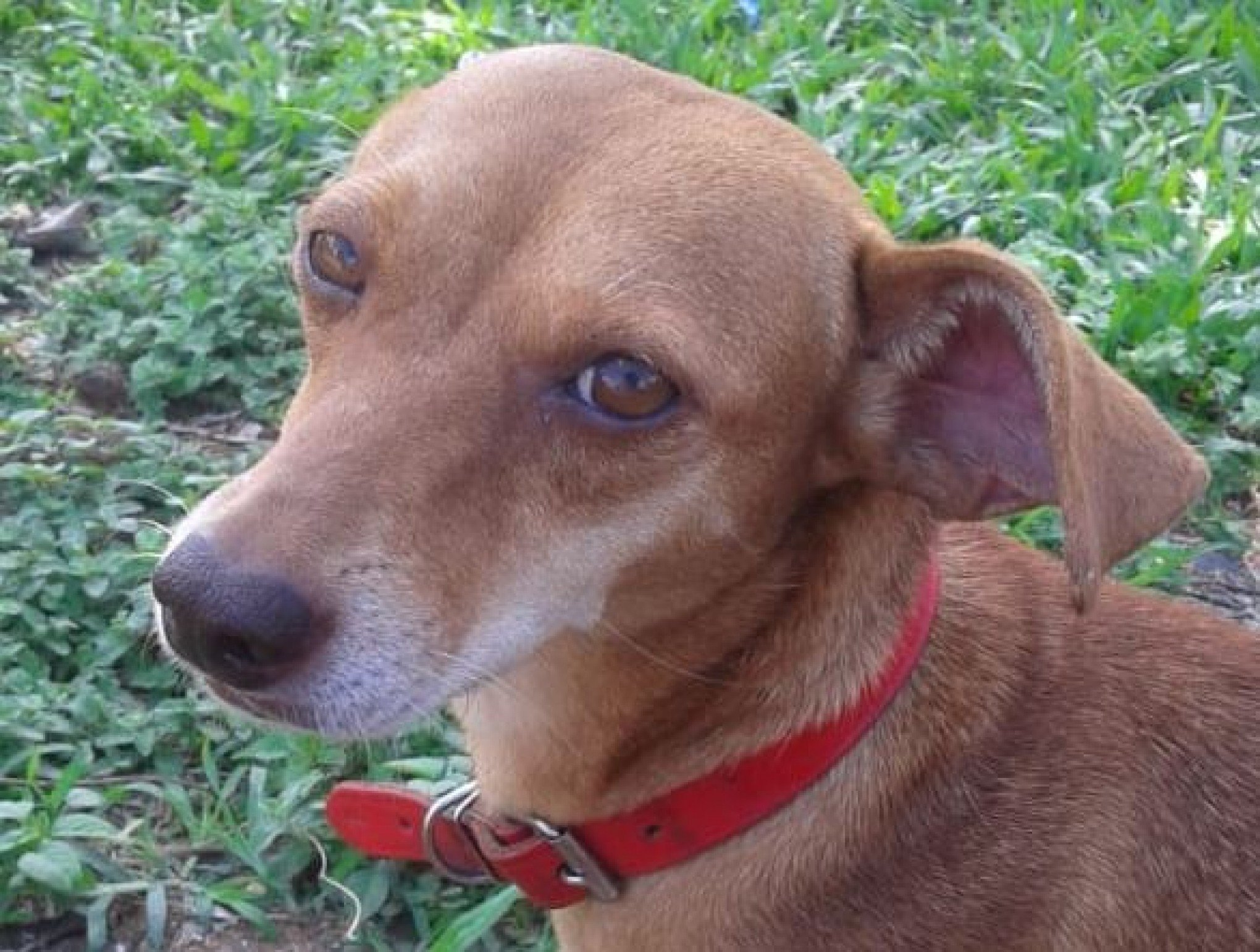 Comerciante que matou cachorrinha a tiros de chumbinho pode ter sentença em  15 dias - Região - Jornal VS