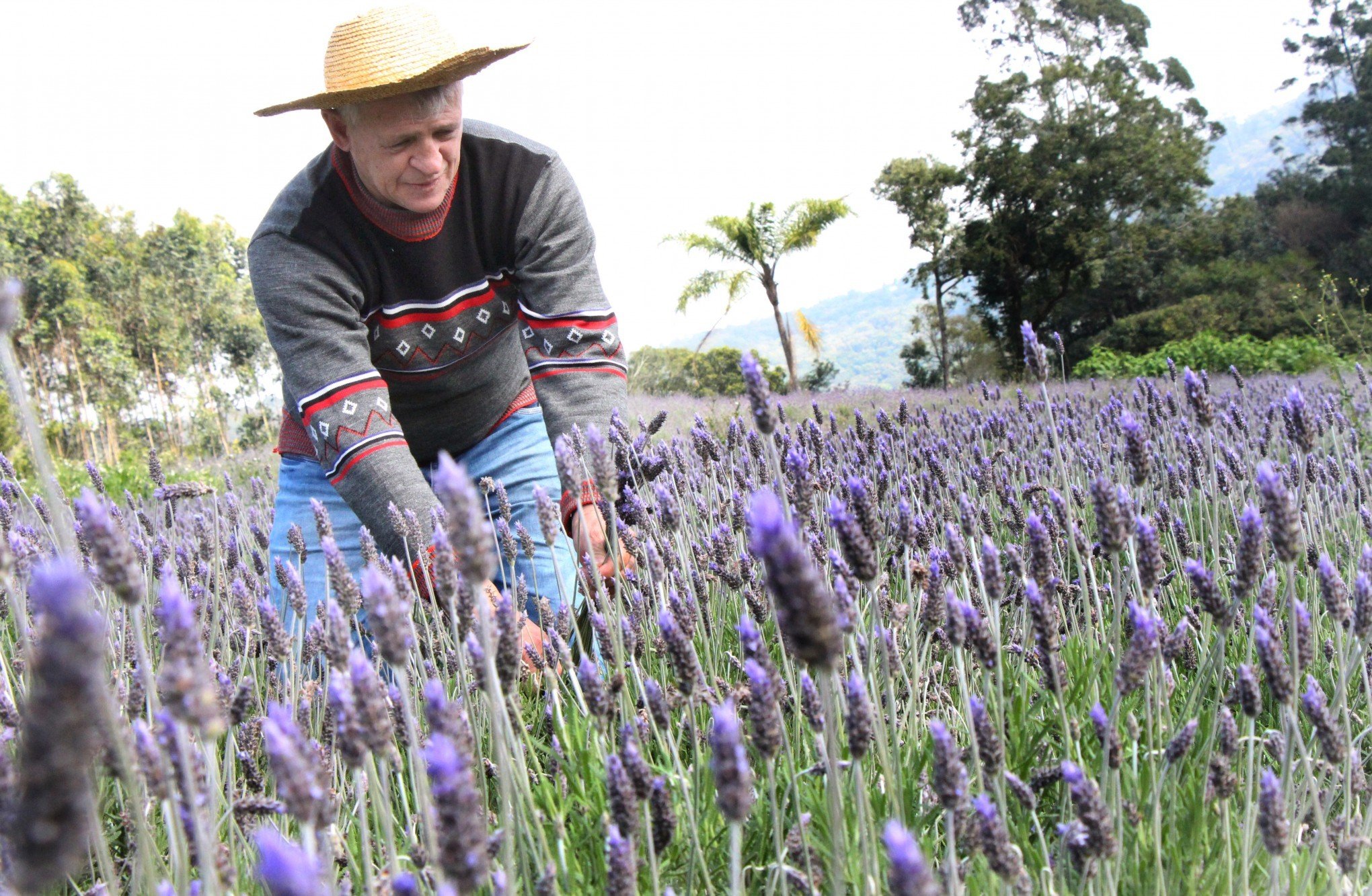 Campos de lavanda da região são a origem de um aromático mel - Região -  Jornal VS