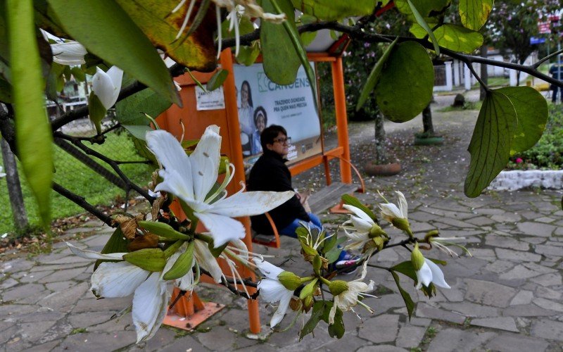 Estação das flores será atípica no município