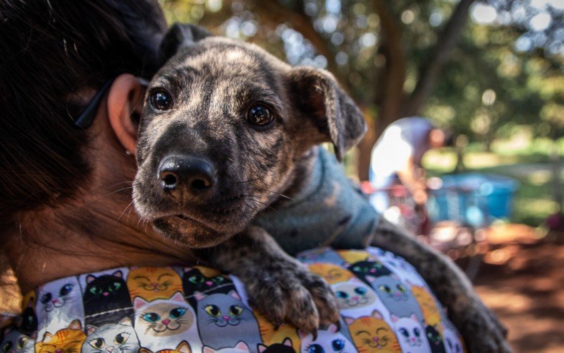 Fogos são o temor dos cães durante as festas da virada do ano