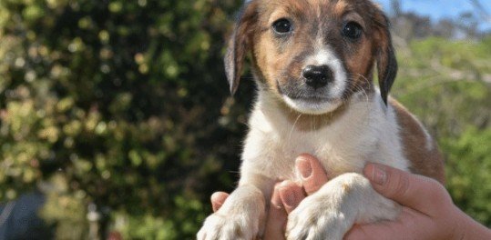 Cãominhada VS é atração no próximo dia 21 em São Leopoldo