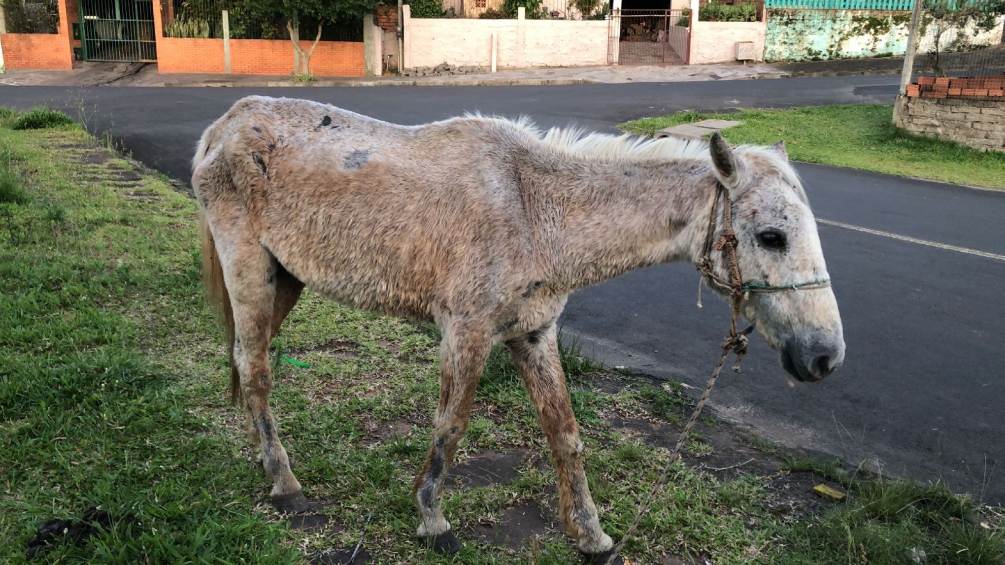 Cavalo abandonado na rua e com sinais de maus-tratos é resgatado