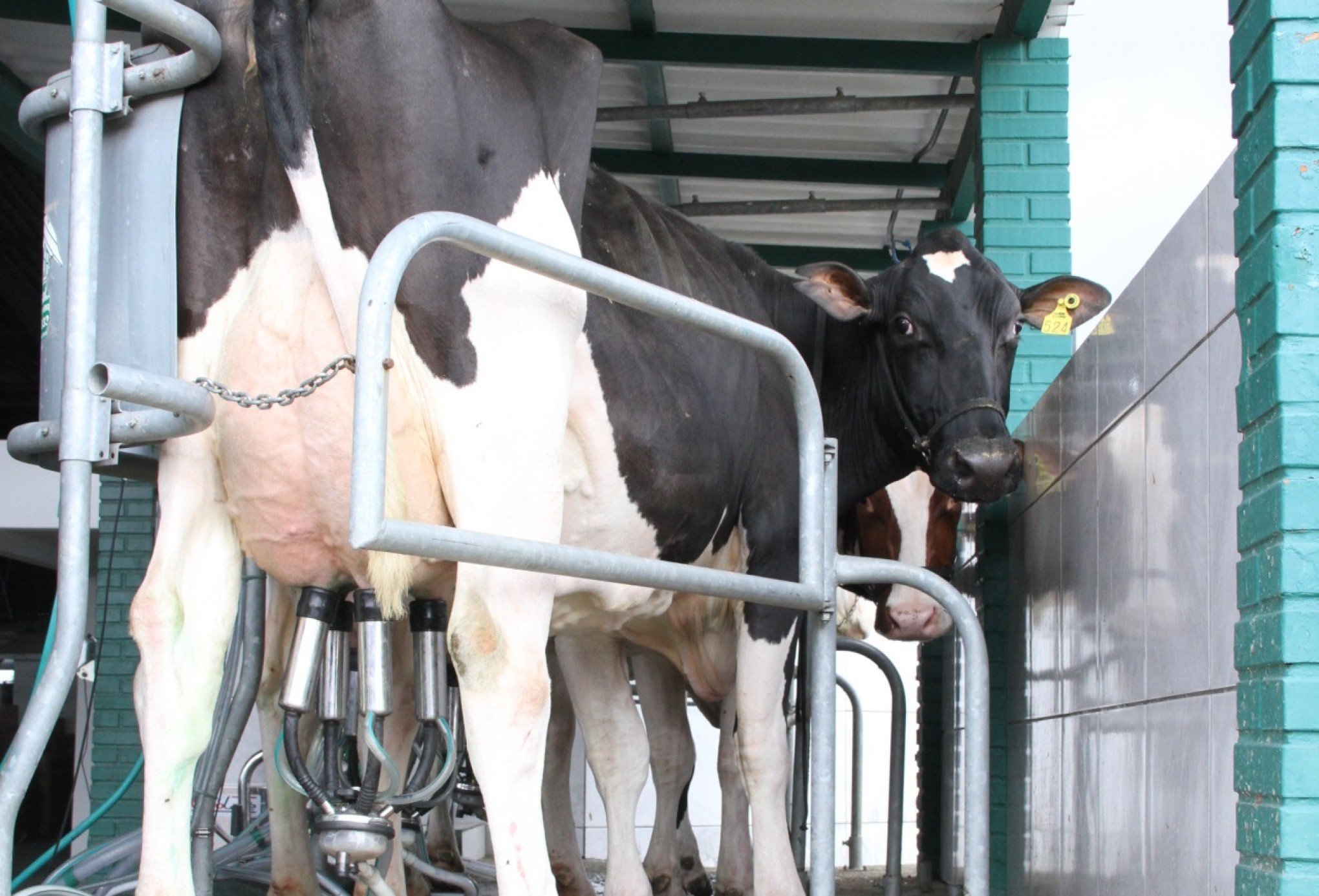 Medida emergencial: coleta de leite poderá ser feita diretamente nas propriedades rurais