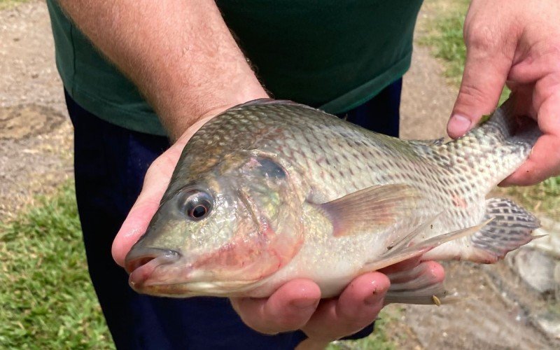 Tilápia é um dos peixes mais consumidos