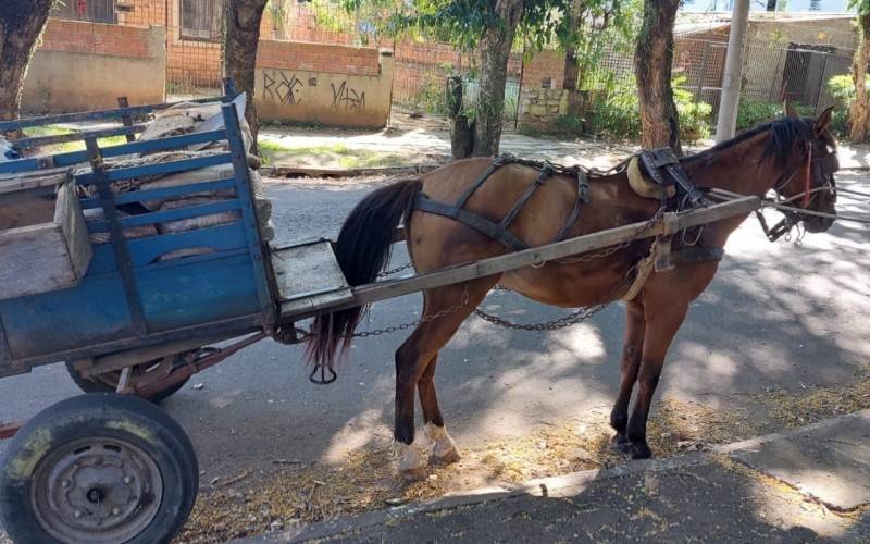 Após supostos maus-tratos, cuidadora de cavalo diz que animal é