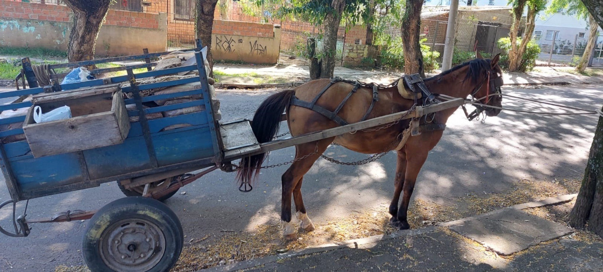 Prefeitura de Porto Seguro - Cavalo vítima de maus-tratos é