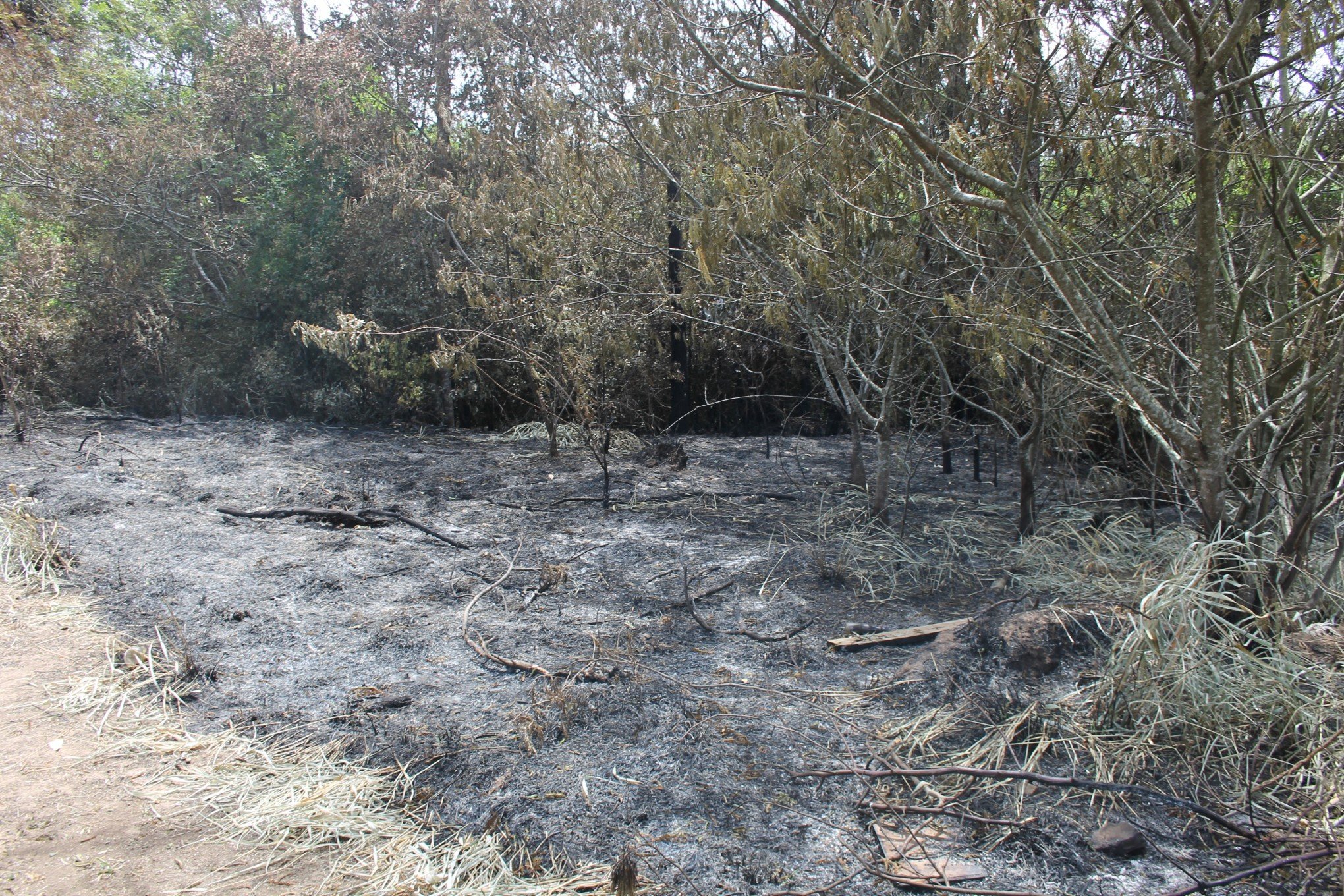 Casos de incêndios em vegetação aumentaram no mês de dezembro em Novo Hamburgo