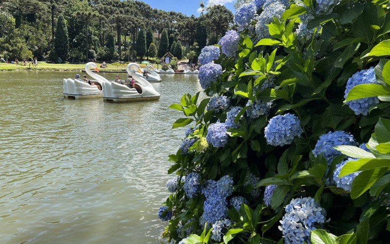 Hortênsias em Gramado marcam o verão