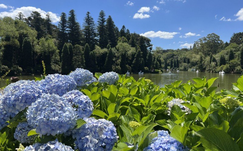 Hortênsias encantam visitantes até o final de janeiro em Gramado