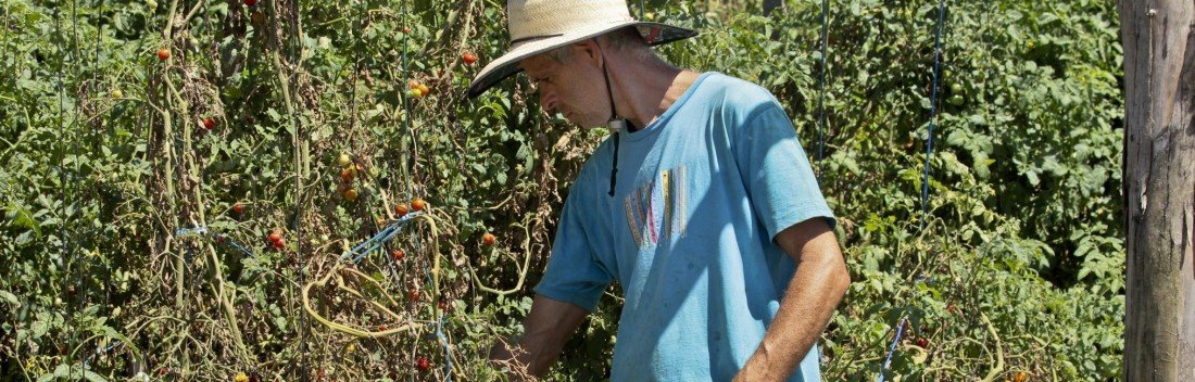 Pouca chuva e sol intenso preocupam agricultores de Canoas e Nova Santa Rita