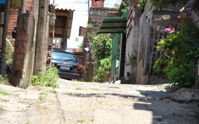 Morte de gatos coloca em alerta moradores do bairro Ideal, em Novo Hamburgo