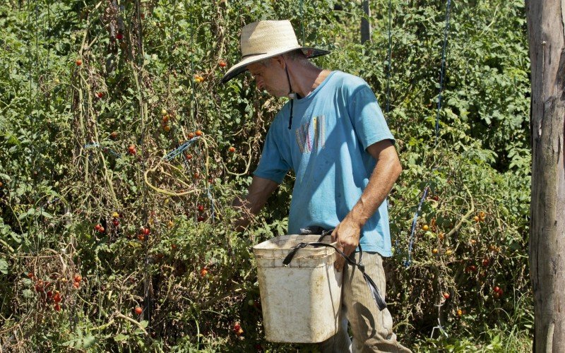 Plantação de tomate em Canoas sofreu danos