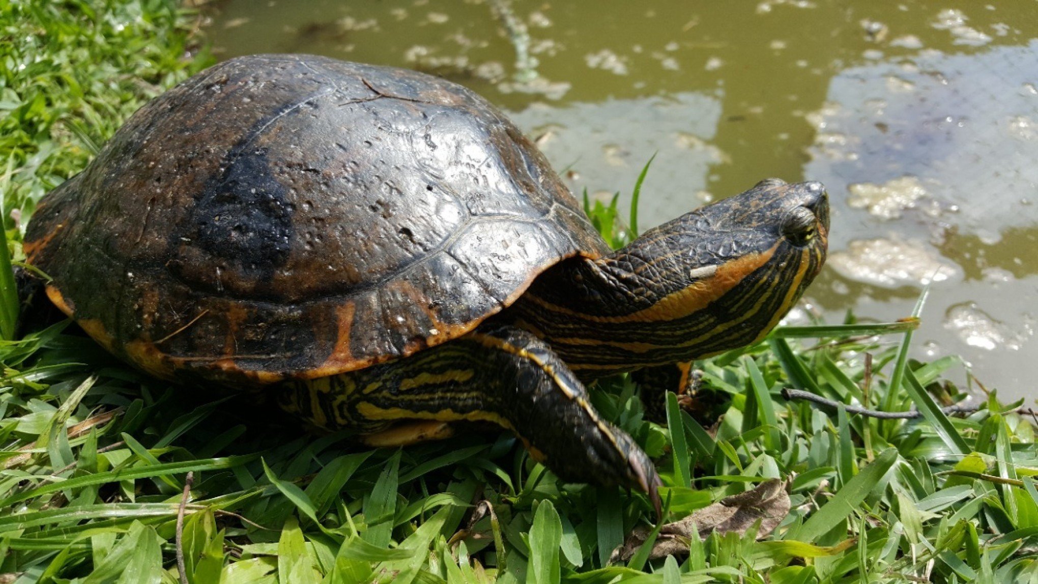 Projeto monitora cágados e tartarugas que vivem no câmpus da Unisinos