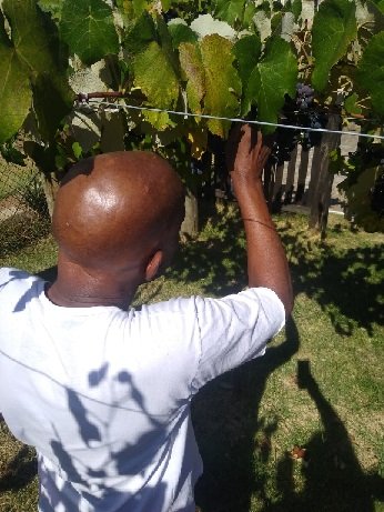 Presos fazem colheita de uvas em penitenciária de Canoas