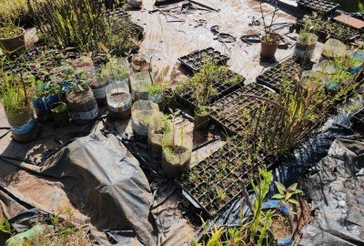 Nei Maldaner mostra perdas em sua propriedade no interior de Canela devido à estiagem