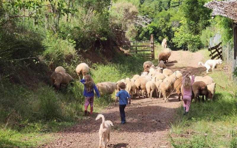 Nei Maldaner mostra perdas em sua propriedade no interior de Canela devido à estiagem