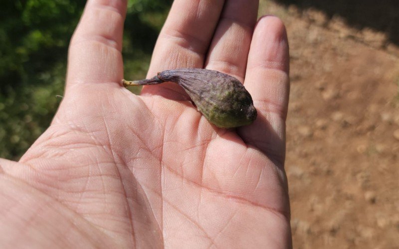 Nei Maldaner mostra perdas em sua propriedade no interior de Canela devido à estiagem