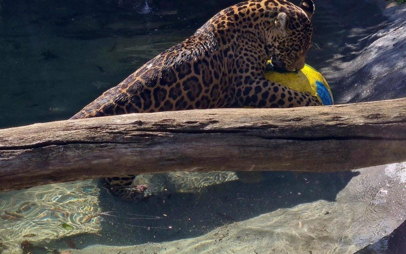 Onças do Gramadozoo fazem natação para refrescar