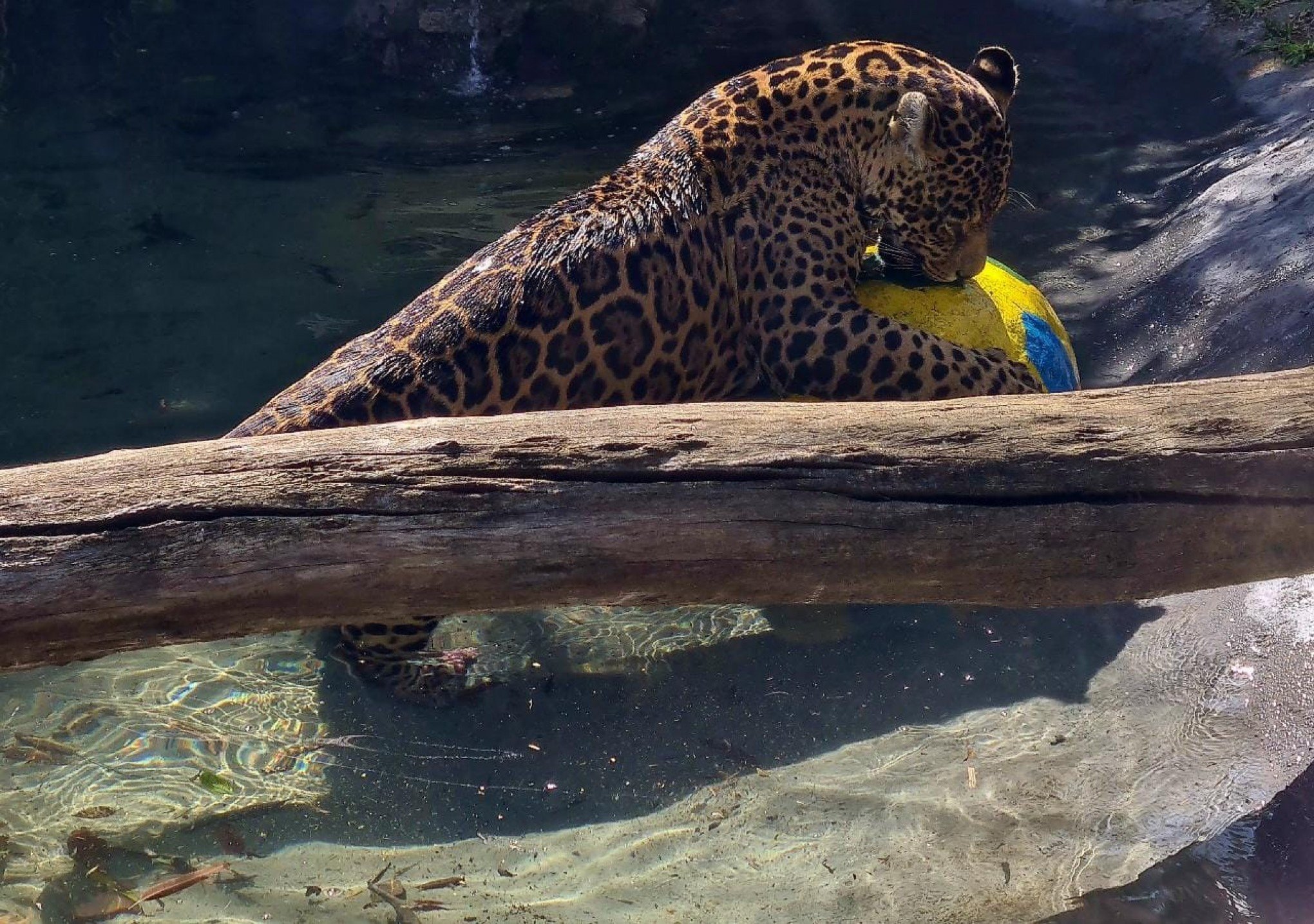 Entre as atividades para enfrentar o calor, Gramadozoo coloca onças na natação