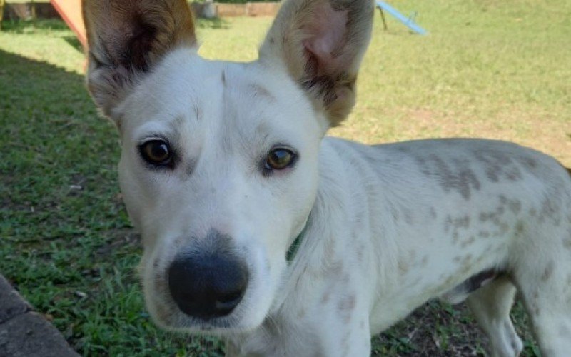 Homem é preso em flagrante por matar cachorro a tiros em Portão