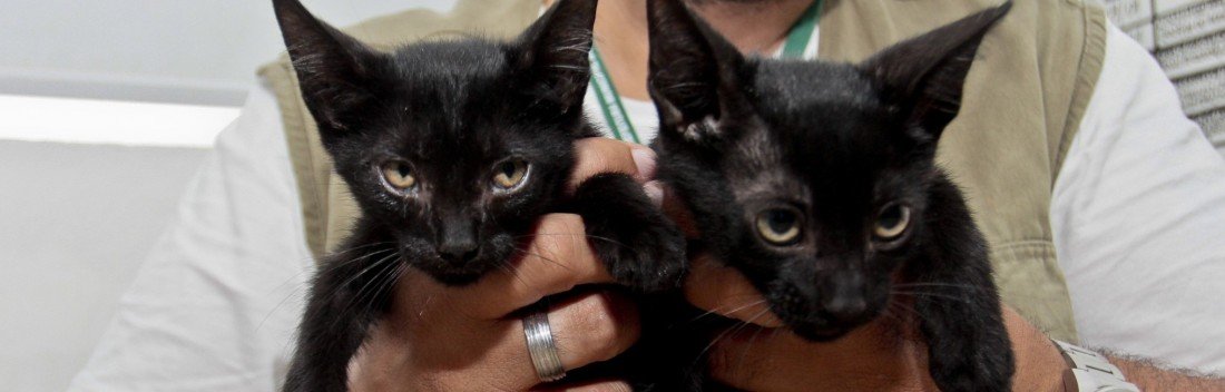 Gatinhos resgatados em tubulação no bairro Rio Branco se recuperam