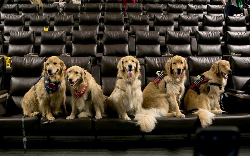 Cãezinhos podem curtir sessão de cinema com seus tutores na ação 