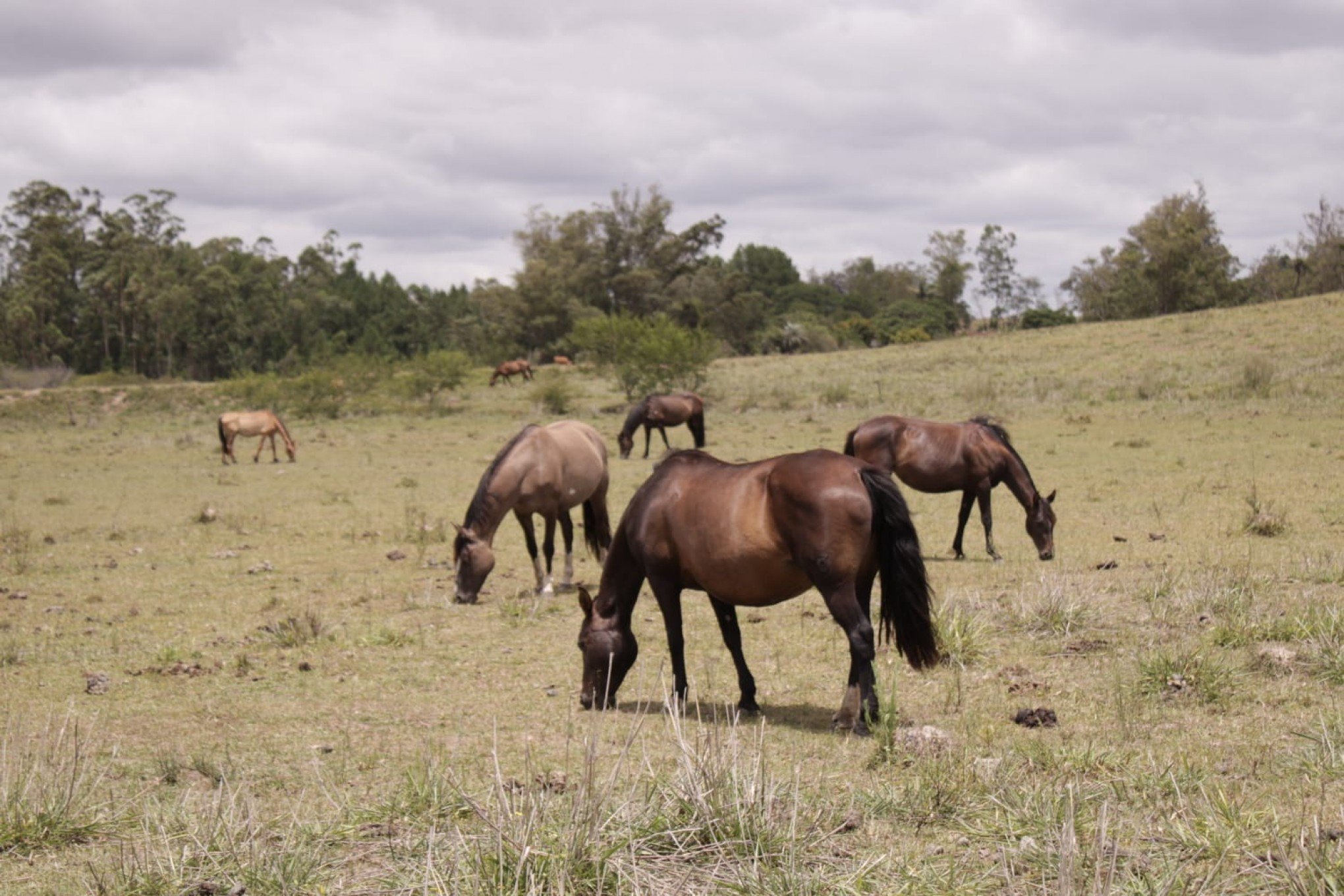 Sempa já abriga 27 cavalos recolhidos das ruas de São Leopoldo