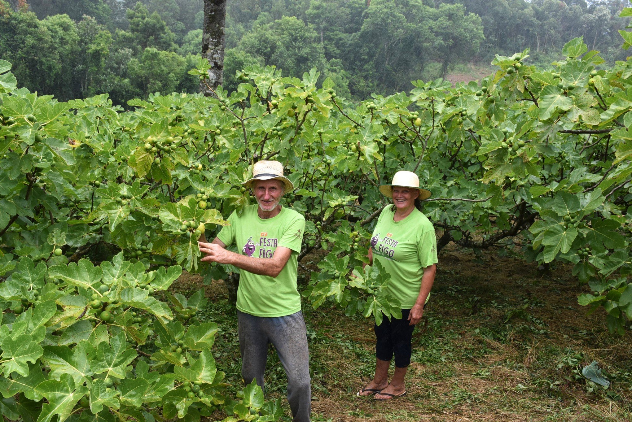 Figo é produzido em 60 propriedades familiares em Nova Petrópolis