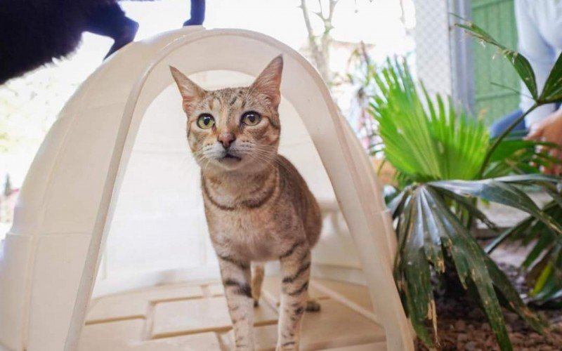 Animais resgatados de maus-tratos ou recuperados após atendimento veterinário estão no gatil da cidade à espera de um novo lar