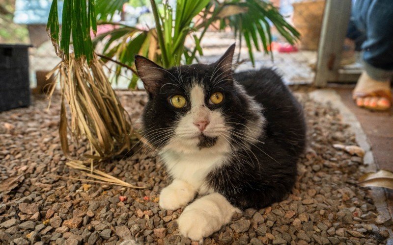 Animais resgatados de maus-tratos ou recuperados após atendimento veterinário estão no gatil da cidade à espera de um novo lar