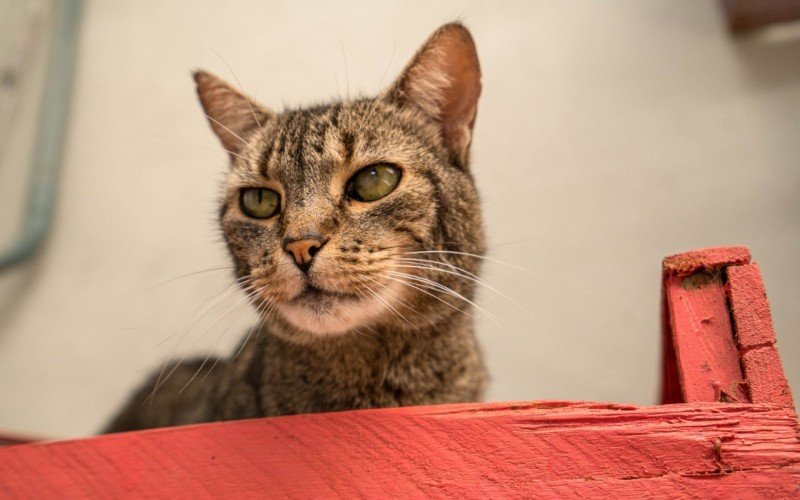 Animais resgatados de maus-tratos ou recuperados após atendimento veterinário estão no gatil da cidade à espera de um novo lar