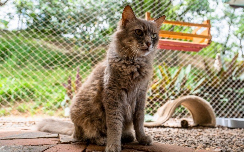 Animais resgatados de maus-tratos ou recuperados após atendimento veterinário estão no gatil da cidade à espera de um novo lar