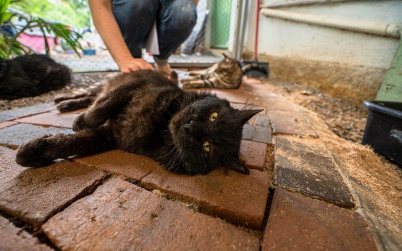 Adotantes já sabem do estado de saúde e temperamento dos bichados