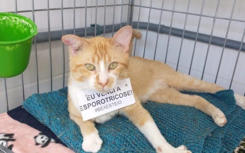 Animais resgatados de maus-tratos ou recuperados após atendimento veterinário estão no gatil da cidade à espera de um novo lar