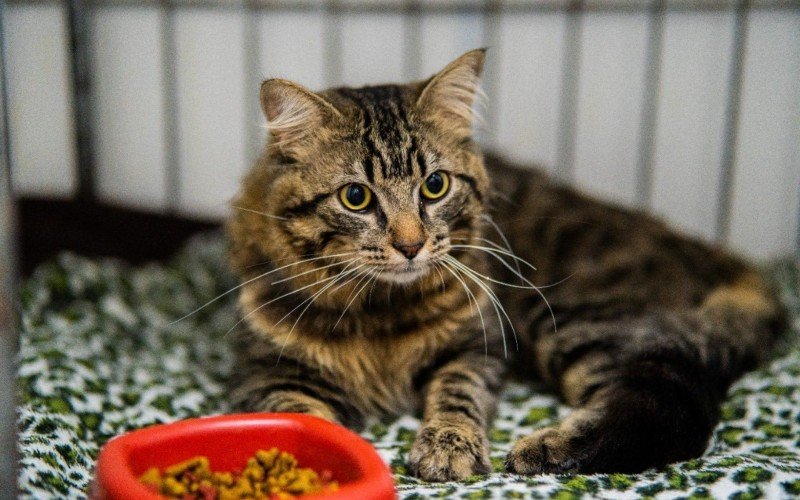 Animais resgatados de maus-tratos ou recuperados após atendimento veterinário estão no gatil da cidade à espera de um novo lar