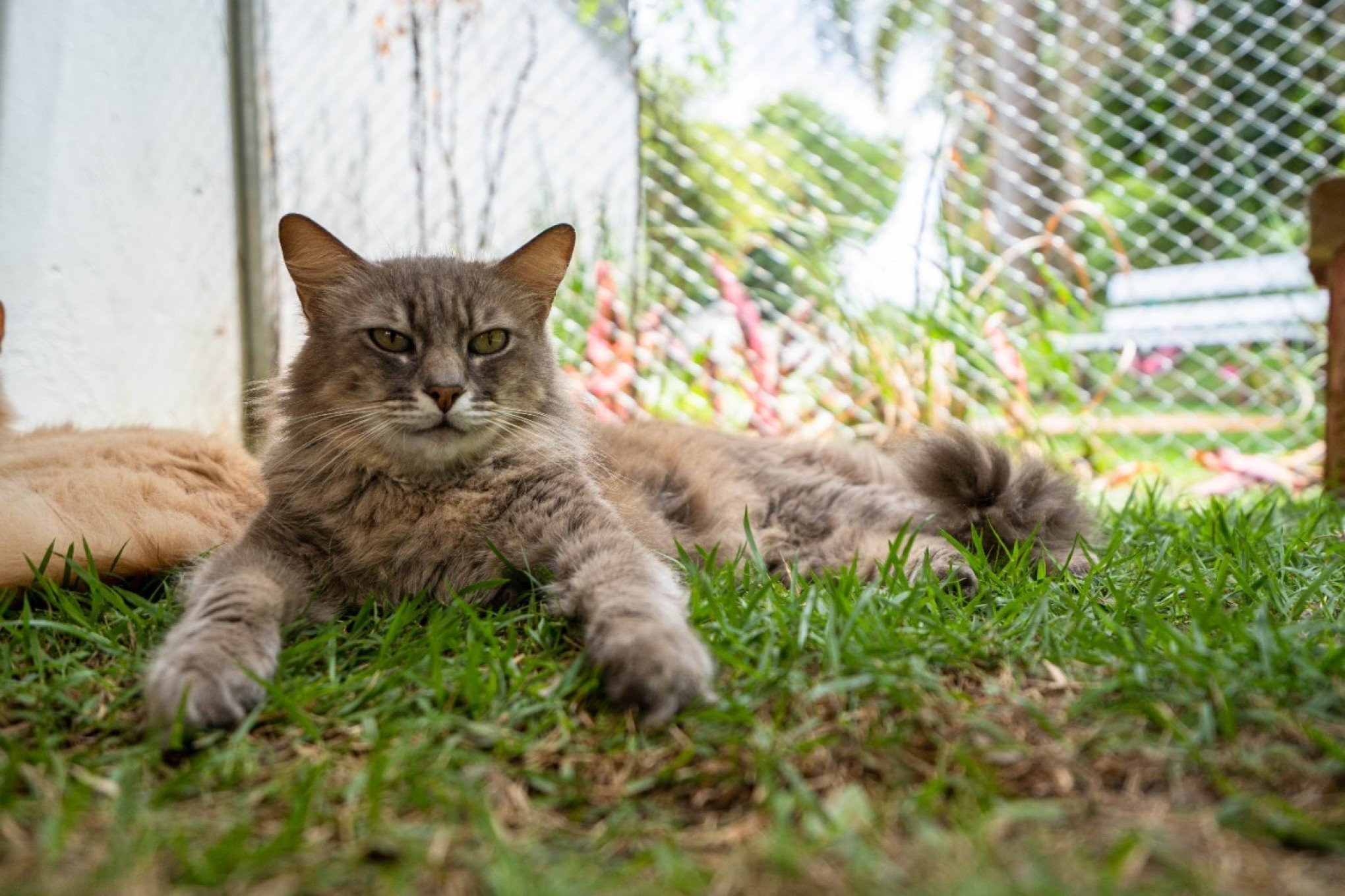 Gatos resgatados aguardam por adoção em gatil público de Esteio