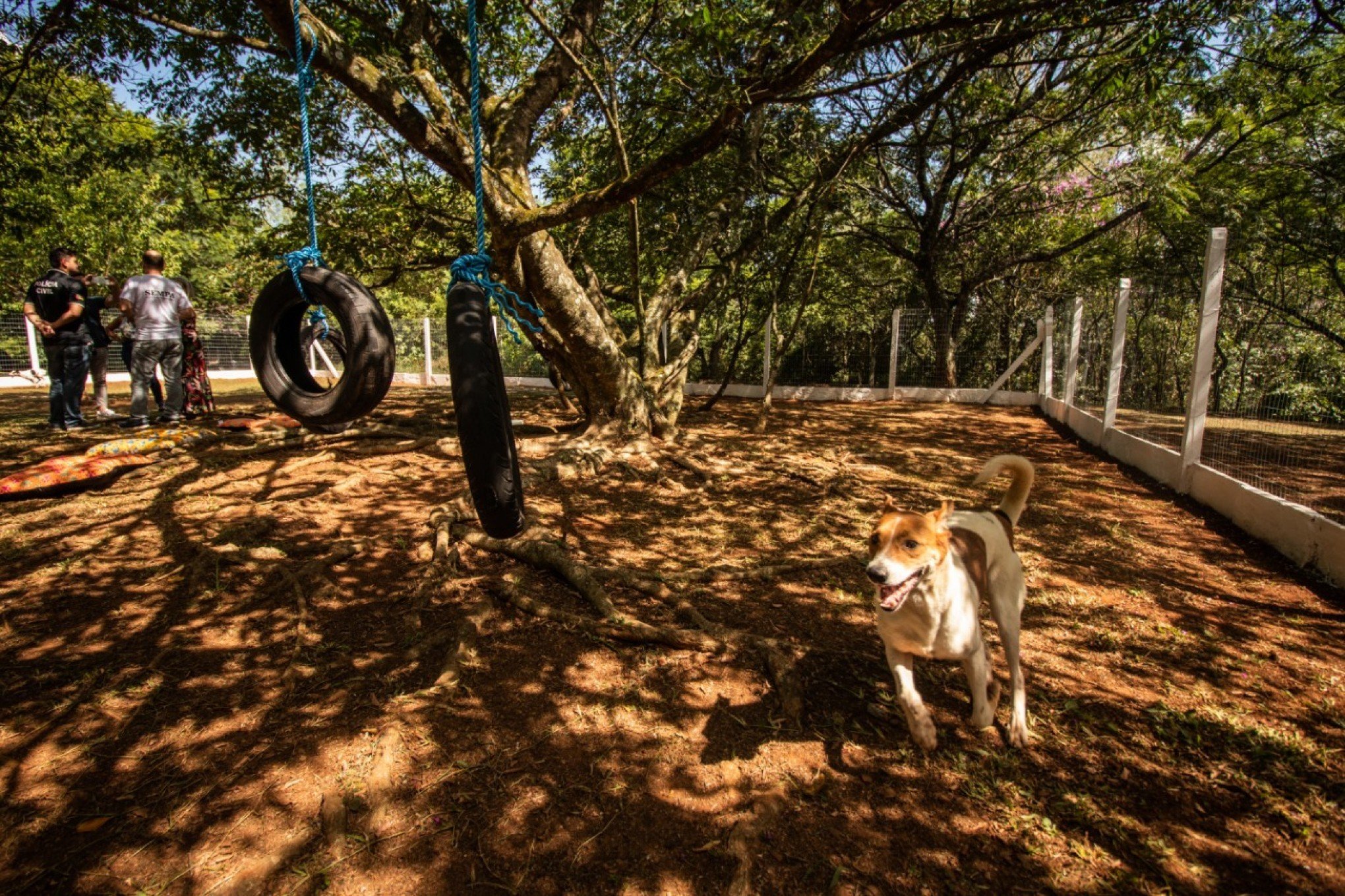 Canil de São Leopoldo inaugura espaço de soltura para os animais