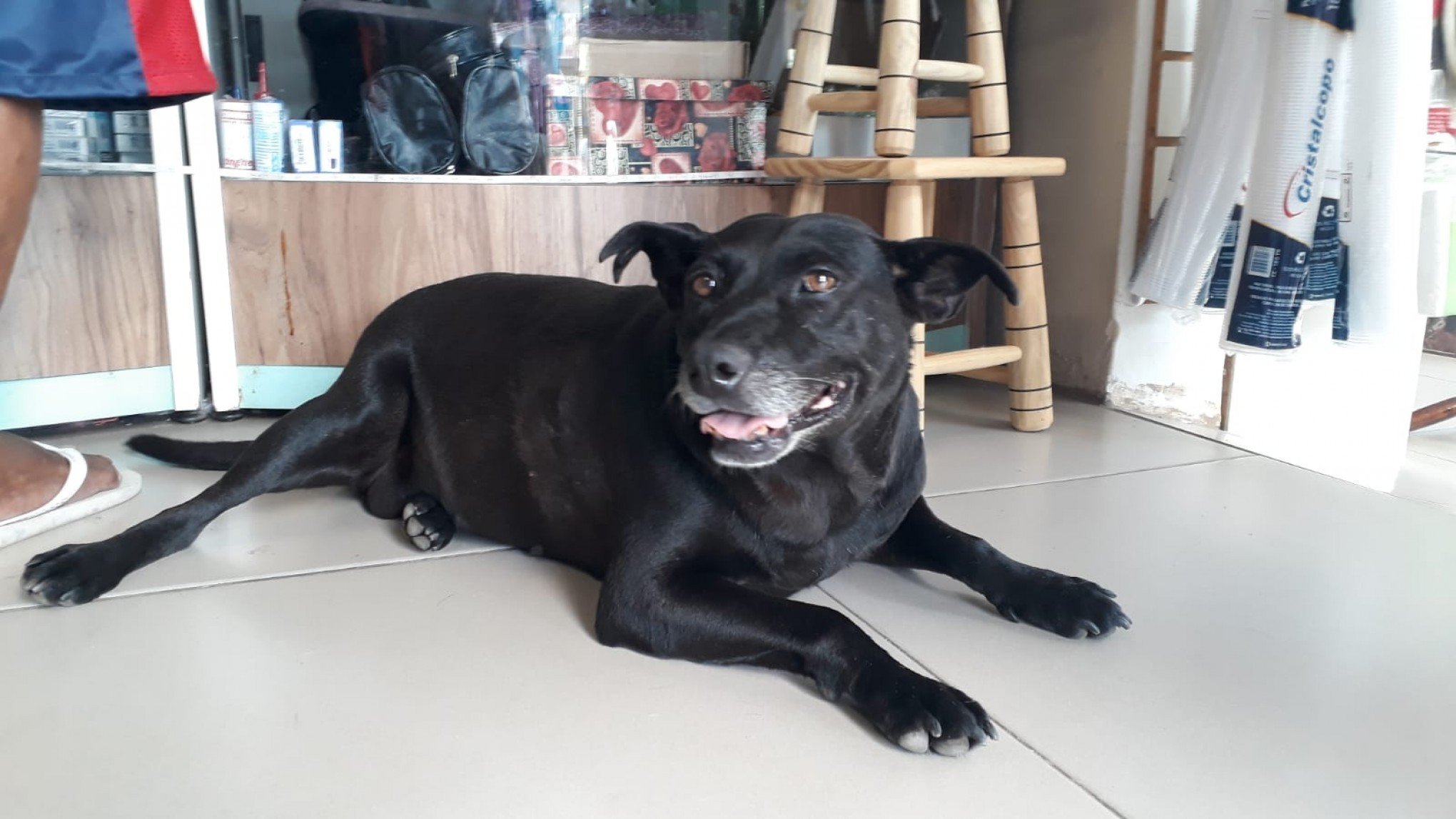 Cachorra Preta nasceu de novo após ser esfaqueada em Canoas