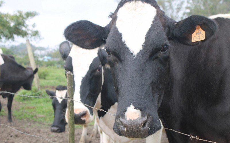 Caso está associado a um surto de gripe aviária em vacas leiteiras nos Estados Unidos | abc+