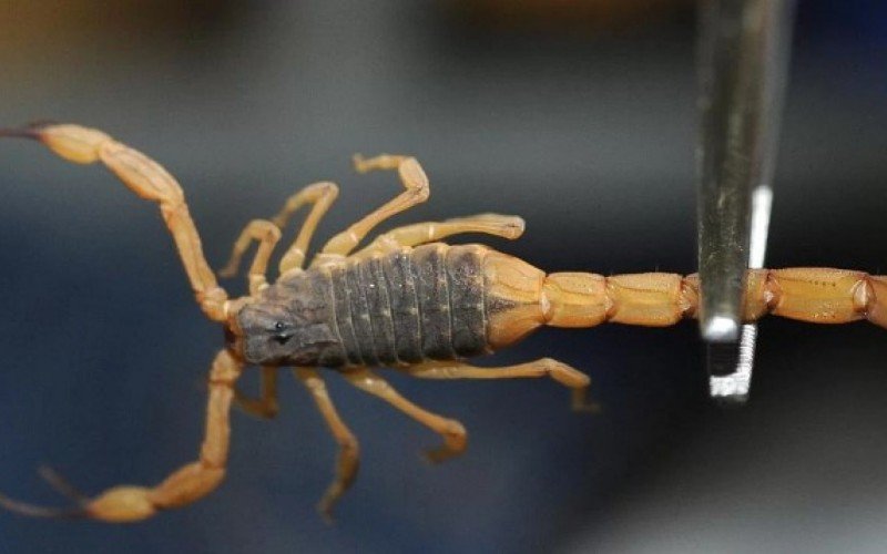 Por que escorpiões e outros animais aparecem mais no verão? Veja como evitá-los