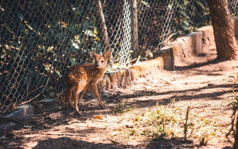 Veado-catingueiro nasceu no MiniZoo