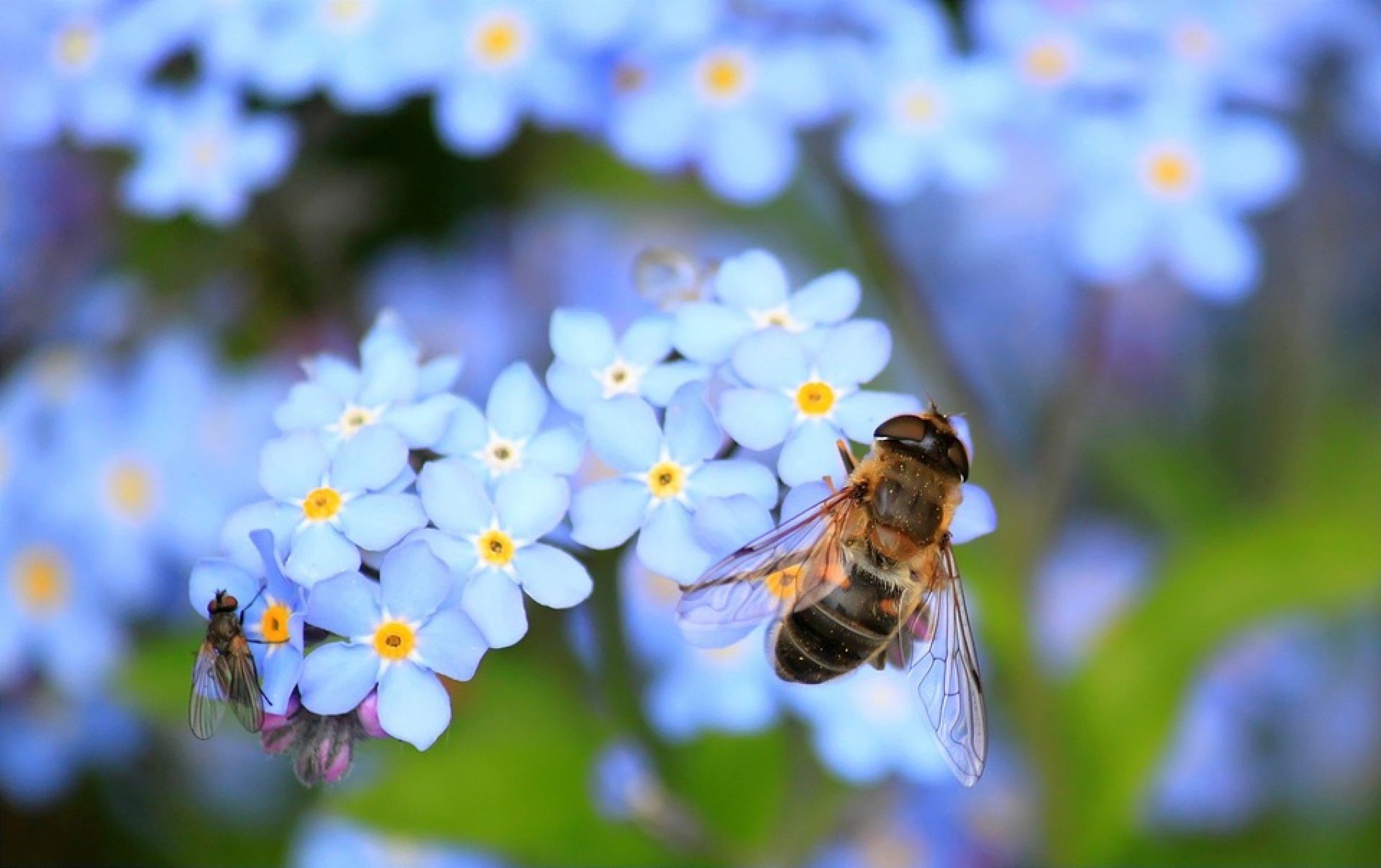 Criadores de abelhas de Gramado terão acompanhamento técnico para uso de novas ferramentas